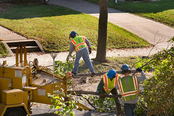 Best Storm Damage Tree Cleanup  in Bonneau Beach, SC